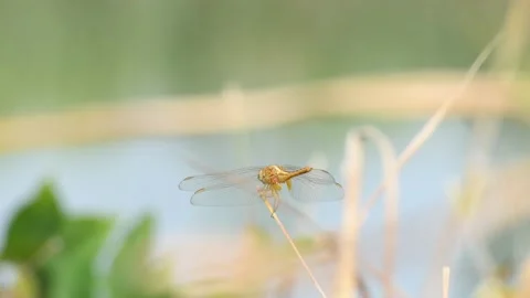 A close-up yellow dragonfly perched on a dry leaf in soft-focus background Stock Footage 144054583