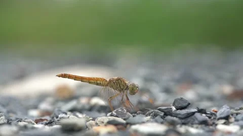 Close up yellow dragonfly on small stone Stock Footage 167153061