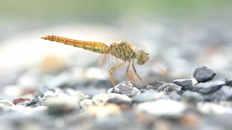 Close up yellow dragonfly on small stone Stock Footage 167153805