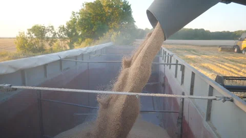 Close up of yellow dry kernels falling from combine auger into trailer. Wheat Stock Footage 320412625