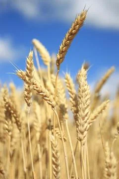 Close up of yellow ears of wheat , idea of a rich harvest Stock Photos
