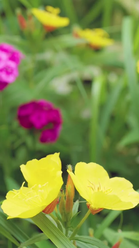 Close-up yellow evening primrose blooms with fuzzy buds against blurred magenta  Stock Footage 342056445