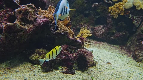 Close up of yellow face angelfish  Stock Footage 275561541