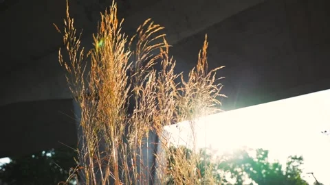 Close up of yellow feather grass swaying in the wind at sunset under the city Видео 280161395