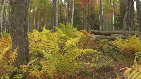 CLOSE UP: Yellow ferns swinging in wind at gorgeous fall foliage autumn forest Stock Footage