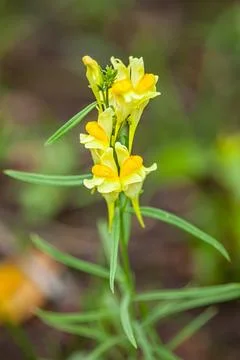 Close up of yellow flag, yellow iris or water flag Iris pseudacorus. The flowers Stock Photos