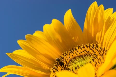 Close-up of yellow flower with bee collecting pollen Stock Photos