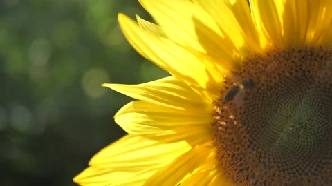 Close up yellow flower with bee on it Stock Footage 161066285