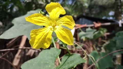 Close-Up of Yellow Flower Bloom in Sunlight, Tropical Garden Plant with Sof.. Stock Footage 333389353
