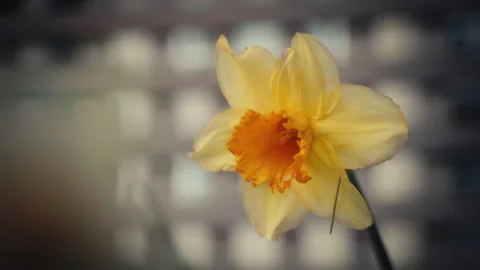 Close-up of Yellow Flower Blowing In The Wind Stock Footage 293645958