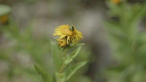 Close-up of yellow flower with a bug 4K video Stock Footage 205499371