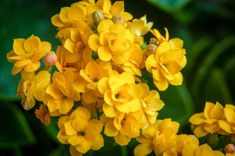 Close up of yellow flower cluster with customizable space for text or message Stock Photos
