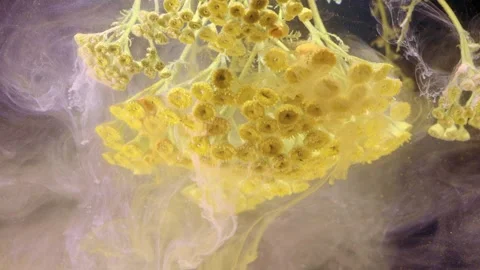Close-up of yellow flower cluster diffusing in translucent fluid with billowing  Stock Footage 340620335