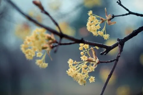 Close up yellow flower clusters of cornus concept photo Foto stock