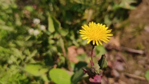 A close up of a yellow flower in a field Stockbeeldmateriaal 256978519