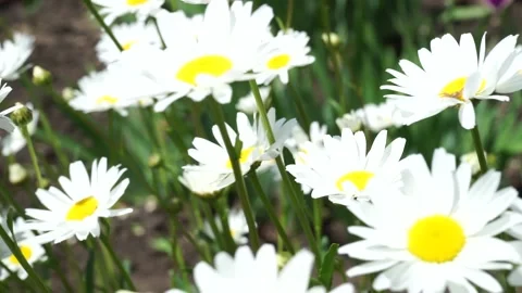 A close up of a yellow flower Video stock 132027890