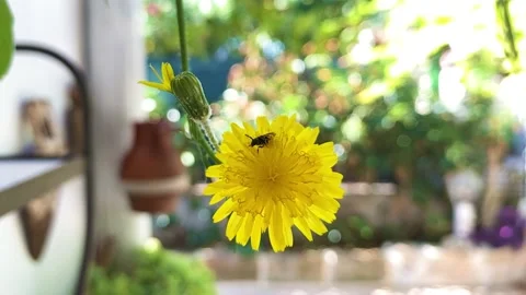 Close up of Yellow Flower Video stock 146876781