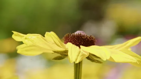 Close up of a Yellow Flower 스톡 동영상 280207903