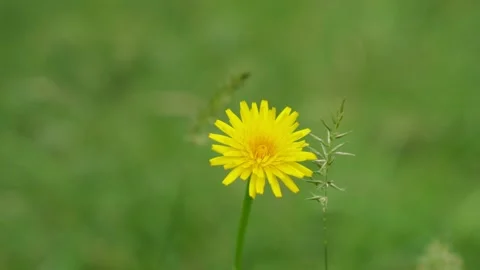 Close up of yellow flower Stock Footage 295079913