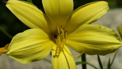 Close up yellow flower macro blooming, nature backgrounds Stock-Footage 106394983