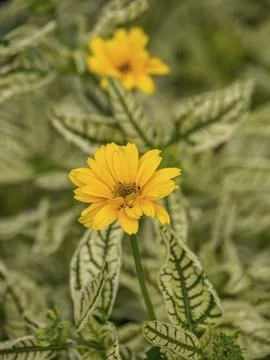 Close-up of a yellow flower with patterned leaves in the background, borken, Stock Photos