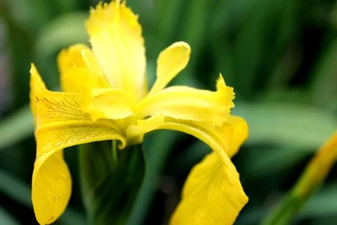 Close up yellow flower Foto stock