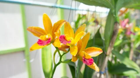 Close up yellow flower Stock Photos