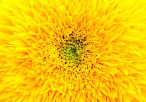 Close up yellow flower Stock Photos