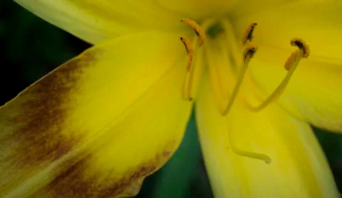 Close-up of yellow flower 스톡 사진