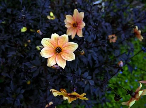 A close up of a yellow flower Stock Photos