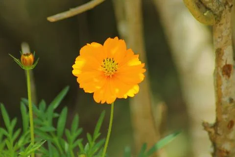 Close Up yellow Flower Stock Photos