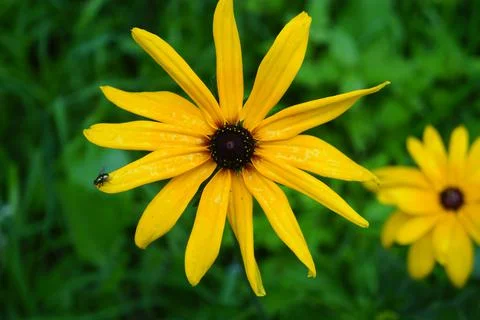 Close up of yellow flower Foto stock