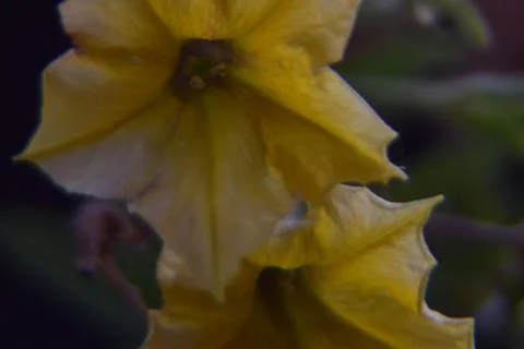 Close up of yellow flower Stock Photos