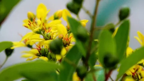 A close up of a yellow flower with red stems Video stock 277964403