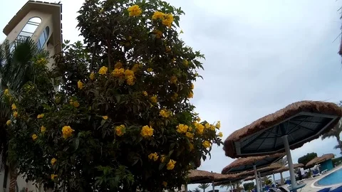 Close up of Yellow flower tree Tecoma in a hotel Stock Footage 74761628