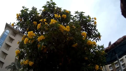 Close up of Yellow flower tree Tecoma in a hotel Stock Footage 74761771