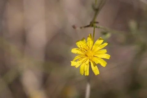 Close-up of the yellow flower, whose Latin name is crepis tectorum. Stock Photos