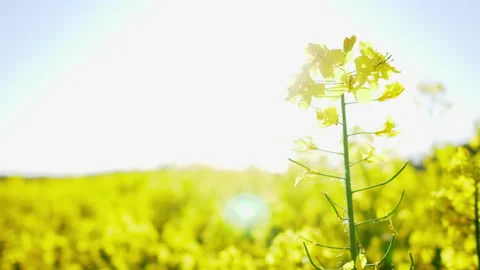 Close up yellow flowers among yellow field. Good weather and clear blue Sky Stock-Footage 171625341