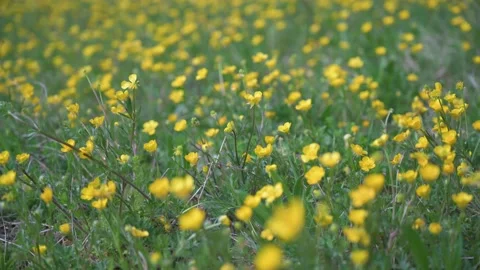 Close-up of yellow flowers blowing in the wind on a meadow Stock Footage 130364748