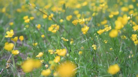 Close-up of yellow flowers blowing in the wind on a meadow 2 Stock Footage 130365139