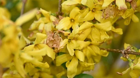 Close up yellow flowers of Forsythia Easter tree Stock Footage 107847382