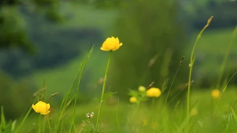 Close up of yellow flowers in the mountains Stock Footage 98984580
