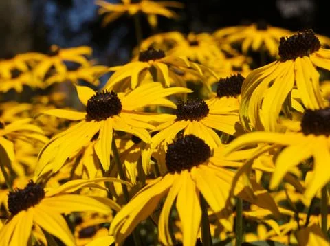 Close up of yellow flowers 스톡 사진