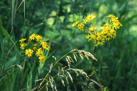 Close-up of yellow flowers Stock Photos