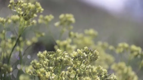 Close up of yellow flowers in the sun Stock Footage 244264478