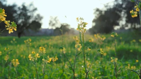 Close up  yellow flowers at sunset in a greenfield, warm spring colors in soft Stock Footage