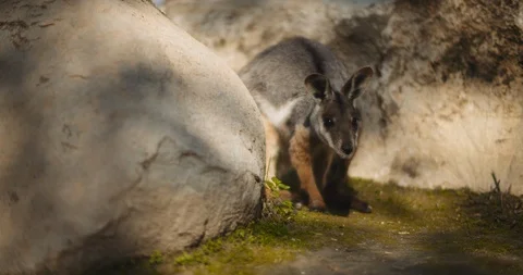Close up of Yellow-footed rock-wallaby is hiding behind the rock. BMPCC 4K Stock Footage 125511401