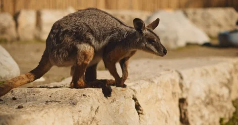 Close up of Yellow-footed rock-wallaby standing on the rock. BMPCC 4K Stock Footage 125511402