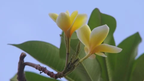 Close Up Yellow Frangipani or Bunga Kamboja Blossoms with Green Leaves Against Vídeos de archivo 320438298