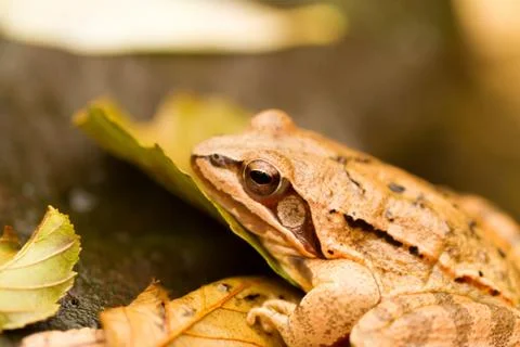 Close-up from a yellow frog Stock Photos